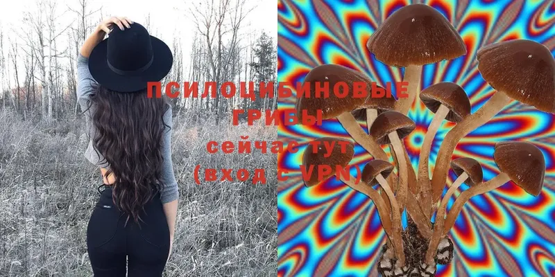 Псилоцибиновые грибы Psilocybe  где купить наркоту  Рязань 